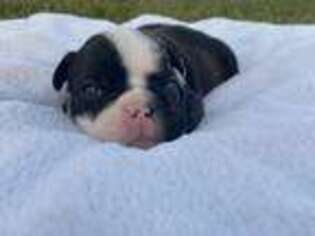 Miniature Bulldog Puppy for sale in Falcon, MO, USA