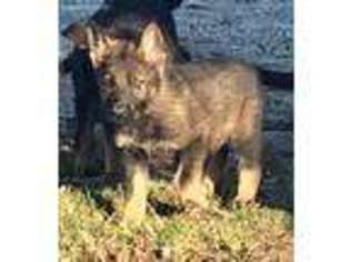 German Shepherd Dog Puppy for sale in Marengo, OH, USA