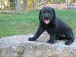 Labrador Retriever Puppy for sale in Copper Hill, VA, USA