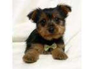 Yorkshire Terrier Puppy for sale in Ben Wheeler, TX, USA