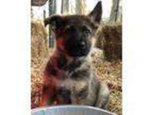 German Shepherd Dog Puppy for sale in Farmville, NC, USA