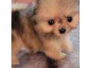 Pomeranian Puppy for sale in Hillman, MI, USA