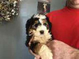 Mutt Puppy for sale in Bellville, OH, USA