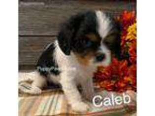 Cavalier King Charles Spaniel Puppy for sale in Sibley, IA, USA