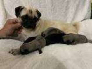 Pug Puppy for sale in Whiteville, TN, USA