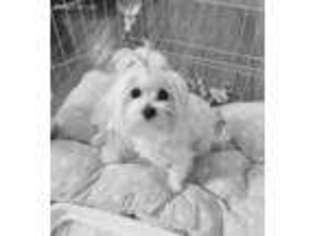 Maltese Puppy for sale in Frederick, MD, USA