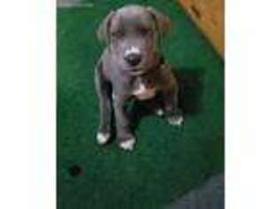 Great Dane Puppy for sale in Gaffney, SC, USA