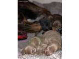 Doberman Pinscher Puppy for sale in Elkton, KY, USA
