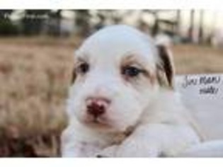 Australian Shepherd Puppy for sale in Lawrenceburg, TN, USA