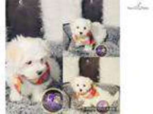 Maltese Puppy for sale in Chicago, IL, USA