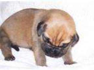 Mastiff Puppy for sale in SAGLE, ID, USA