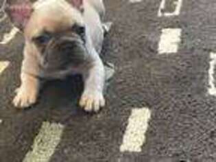 French Bulldog Puppy for sale in Firth, NE, USA