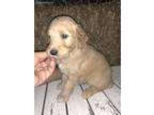 Goldendoodle Puppy for sale in Greencastle, IN, USA