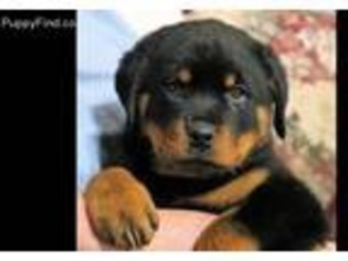 Rottweiler Puppy for sale in Easley, SC, USA