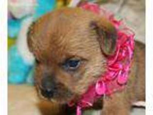 Norfolk Terrier Puppy for sale in Rising Sun, IN, USA
