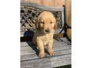 Golden Retriever Puppy for sale in Sullivan, IL, USA