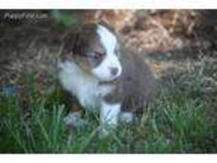 Miniature Australian Shepherd Puppy for sale in Claxton, GA, USA