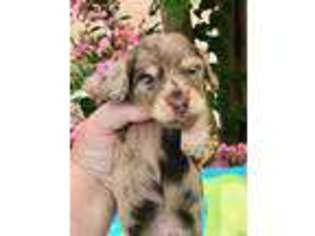 Dachshund Puppy for sale in Searcy, AR, USA