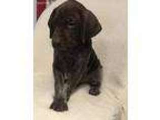 German Shorthaired Pointer Puppy for sale in Pine Grove, PA, USA