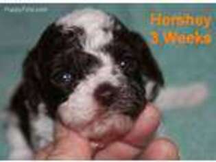 Mutt Puppy for sale in Searcy, AR, USA