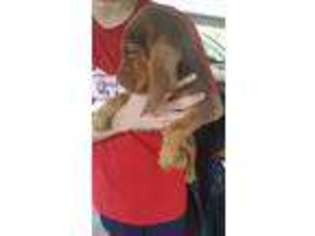 Bloodhound Puppy for sale in Kingwood, TX, USA
