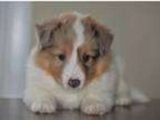 Shetland Sheepdog Puppy for sale in Chesterton, IN, USA