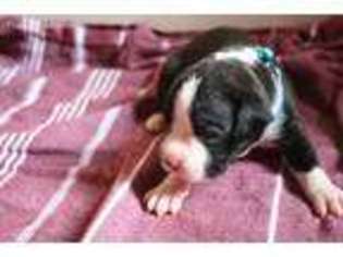 Boxer Puppy for sale in Stillwater, MN, USA