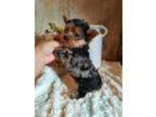 Yorkshire Terrier Puppy for sale in Idabel, OK, USA