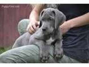 Great Dane Puppy for sale in Elbert, CO, USA