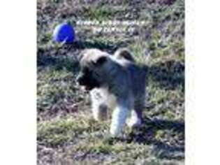 Akita Puppy for sale in Mountain Grove, MO, USA
