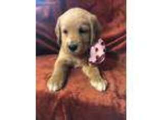 Labradoodle Puppy for sale in Wichita, KS, USA