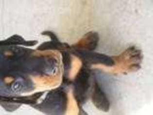 Doberman Pinscher Puppy for sale in The Villages, FL, USA