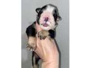 Bulldog Puppy for sale in Greenwood, IN, USA