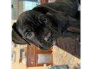 Cane Corso Puppy for sale in Rural Hall, NC, USA