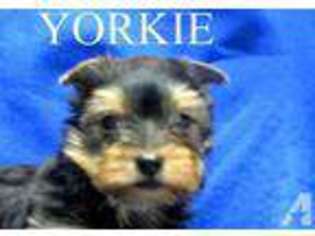 Yorkshire Terrier Puppy for sale in BARDSTOWN, KY, USA