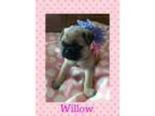 Pug Puppy for sale in Archbold, OH, USA