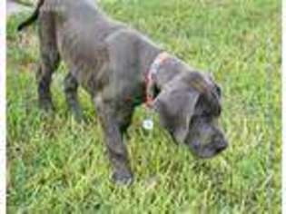 Great Dane Puppy for sale in Spring, TX, USA