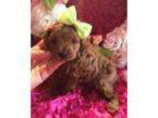 Cavapoo Puppy for sale in Harrisonville, MO, USA