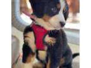 Bernese Mountain Dog Puppy for sale in Wheat Ridge, CO, USA