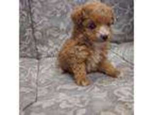 Mutt Puppy for sale in Show Low, AZ, USA