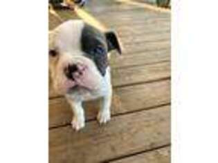 Olde English Bulldogge Puppy for sale in Sneedville, TN, USA