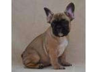 French Bulldog Puppy for sale in Shelton, CT, USA