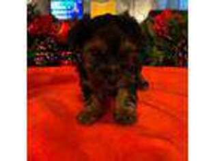 Yorkshire Terrier Puppy for sale in Keysville, VA, USA
