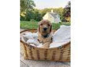 Labradoodle Puppy for sale in Hamden, CT, USA