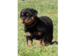 Rottweiler Puppy for sale in Belmont, NC, USA