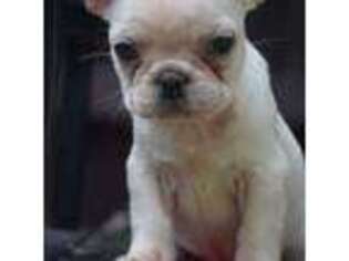 French Bulldog Puppy for sale in Wilmington, DE, USA