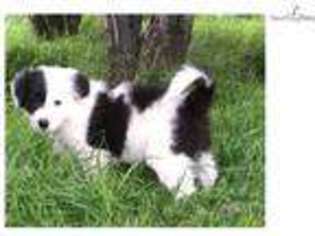 Border Collie Puppy for sale in Phoenix, AZ, USA