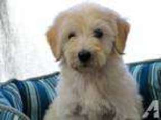 Labradoodle Puppy for sale in CAMPBELL, CA, USA