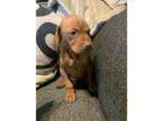Vizsla Puppy for sale in Atwater, CA, USA