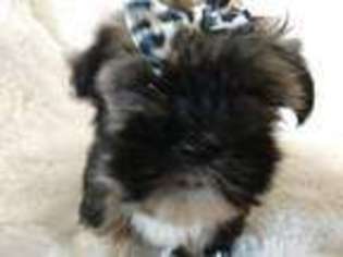 Havanese Puppy for sale in Stockbridge, GA, USA